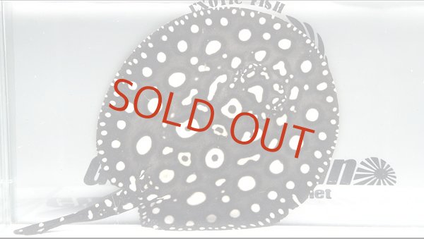 画像1: Big Spot  Diamond Polkadot stingray (1)