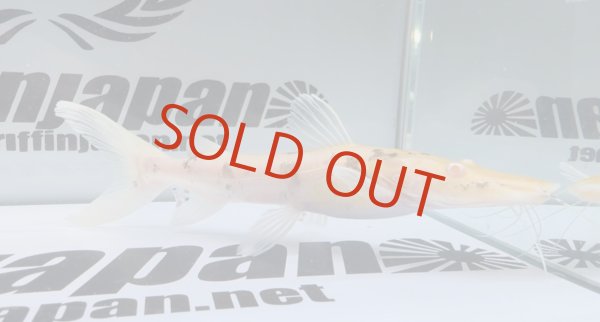 画像1: アルビノタイガーシャベルノーズキャット (1)