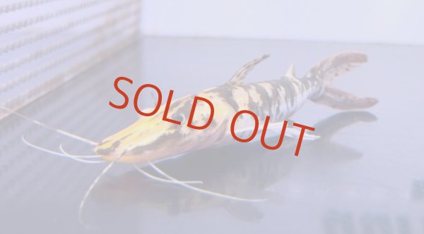 タイガーシャベルノーズキャットフィッシュ - アジアアロワナ