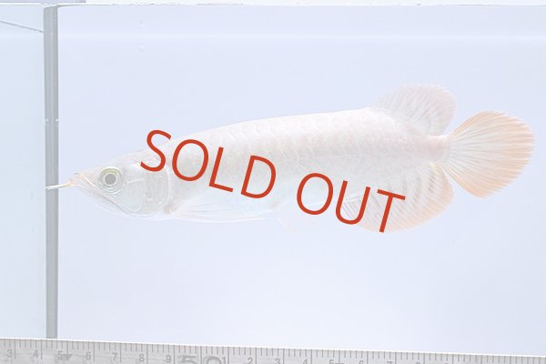 画像1: ETERNAL RED (1)