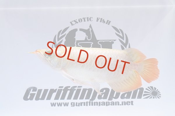 画像1: Prominence Red (1)