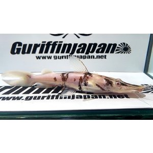 画像: アルビノタイガーシャベルノーズキャット