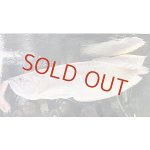 画像: プラチナアルビノシルバー