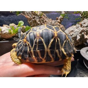 画像: ビルマホシガメ