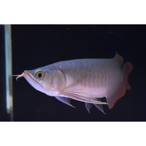 画像: Prominence Red  boar head