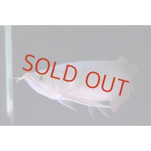 画像: Prominence Red  boar head