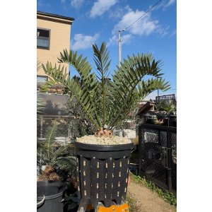 画像: Encephalartos arenarius