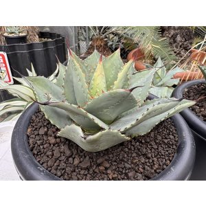 画像: Ovatifolia〝Emerald″