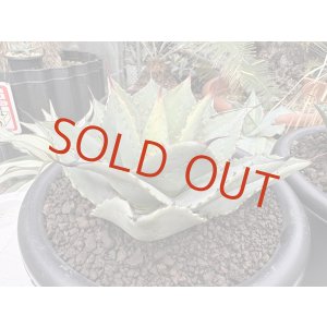 画像: Ovatifolia〝Emerald″