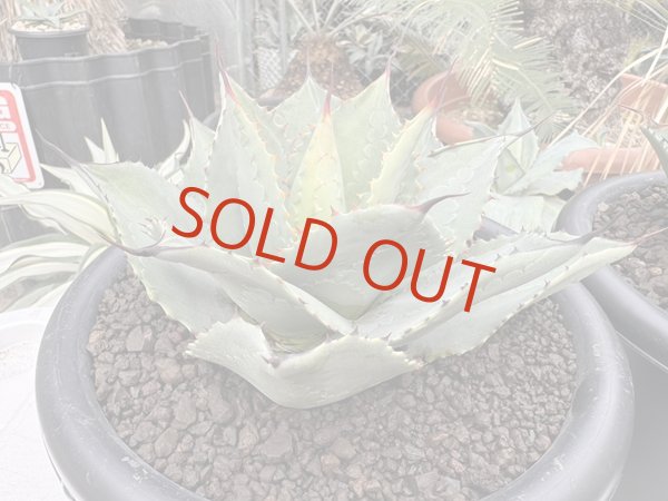 画像1: Ovatifolia〝Emerald″ (1)