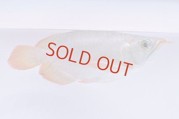 画像1: Prominence Red Short body (1)