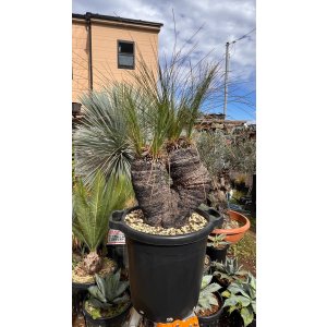 画像: Xanthorrhoea johnsonii 6heads