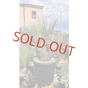 画像: Xanthorrhoea johnsonii 6heads