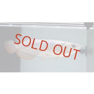 画像: Cross Back Golden