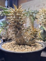 画像: パキポディウム　アンボンゲンセ Ambongense 3頭レア株