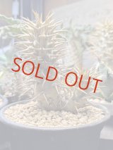 画像: パキポディウム　アンボンゲンセ Ambongense 3頭レア株