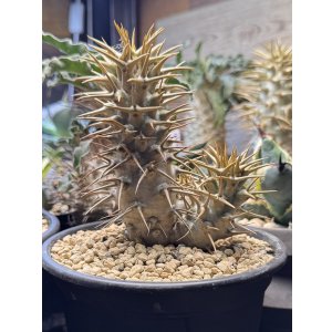 画像: パキポディウム　アンボンゲンセ Ambongense 3頭レア株