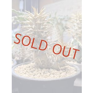 画像: パキポディウム　アンボンゲンセ Ambongense 3頭レア株