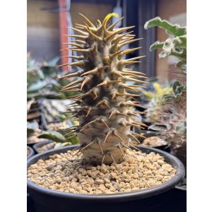 画像: パキポディウム　アンボンゲンセ Ambongense