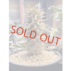 画像: パキポディウム　アンボンゲンセ Ambongense