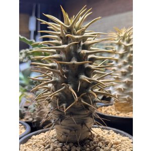 画像: パキポディウム　アンボンゲンセ Ambongense