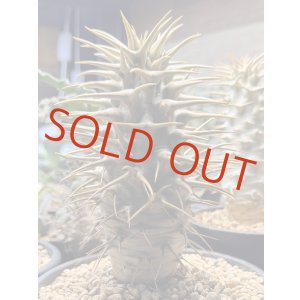 画像: パキポディウム　アンボンゲンセ Ambongense