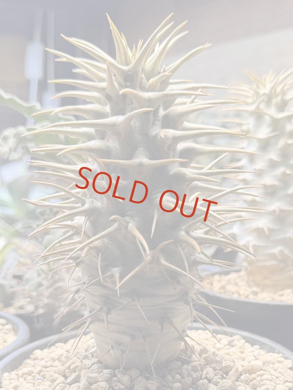 画像1: パキポディウム　アンボンゲンセ Ambongense (1)