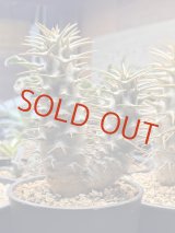 画像: パキポディウム　アンボンゲンセ Ambongense 2頭レア株