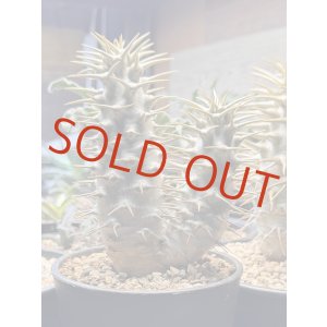 画像: パキポディウム　アンボンゲンセ Ambongense 2頭レア株