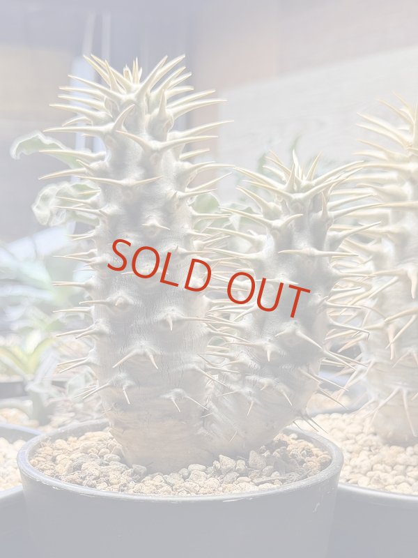 画像1: パキポディウム　アンボンゲンセ Ambongense 2頭レア株 (1)