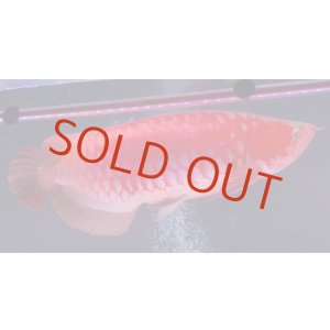 画像: Prominence Red