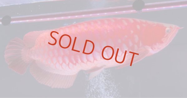 画像1: Prominence Red (1)