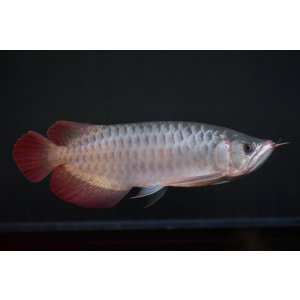 画像: ETERNAL RED  boar head