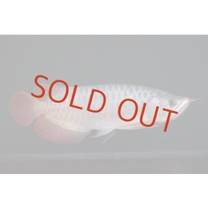 画像: ETERNAL RED  boar head