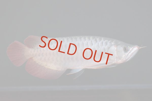 画像1: ETERNAL RED  boar head (1)