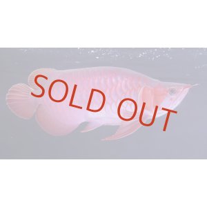 画像: Prominence Red Short Body