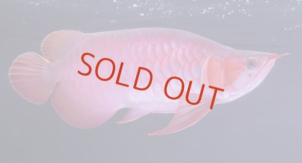 画像1: Prominence Red Short Body (1)