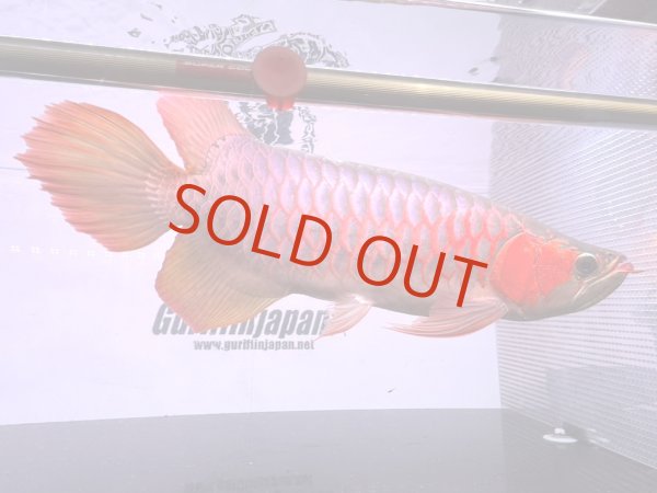 画像1: ETERNAL RED   (1)