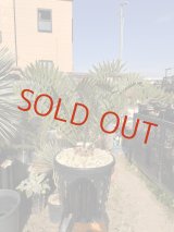 画像: Encephalartos arenarius