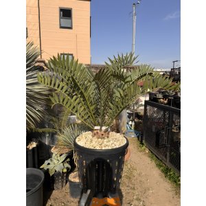 画像: Encephalartos arenarius