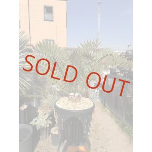 画像: Encephalartos arenarius