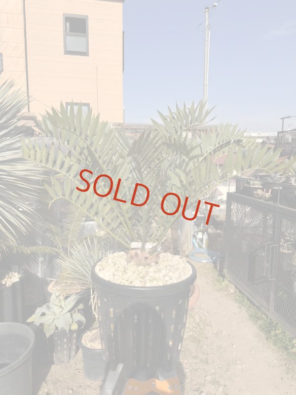 画像1: Encephalartos arenarius (1)