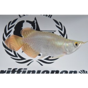 画像: Prominence Red Short Body