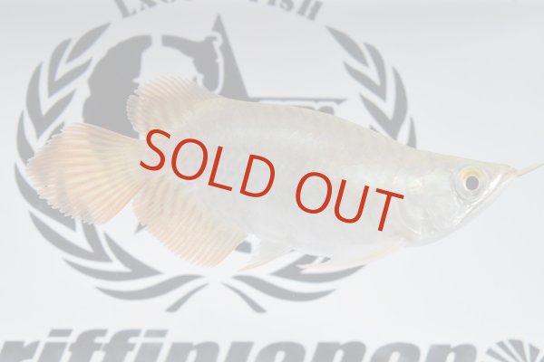 画像1: Prominence Red Short Body (1)