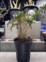 画像: Pachypodium namaquanum 