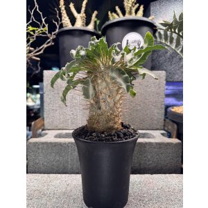 画像: Pachypodium namaquanum 