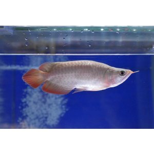 画像: Prominence Red Short Body