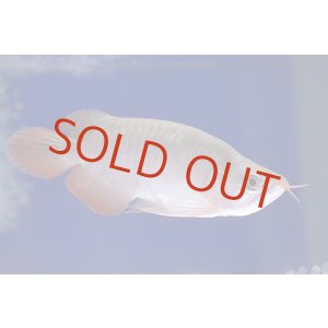 画像: Prominence Red Short Body