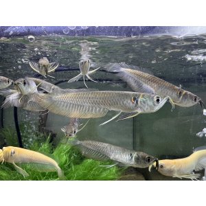 画像: シルバーアロワナ×ブラックアロワナ