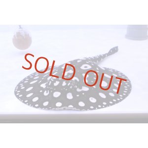 画像: Big Spot  Diamond Polkadot stingray